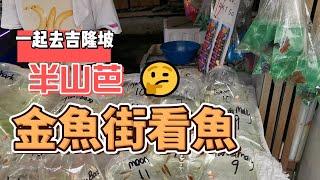 Ornamental Fish Market 一起去吉隆坡半山芭金魚街看鱼 #金魚佬 #電子街 #pudufishmarket #pudu