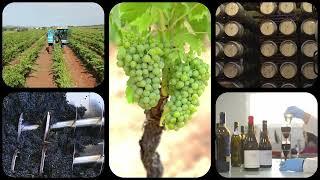 Have a quick look at our accesible wine tour in Valencia, Spain.