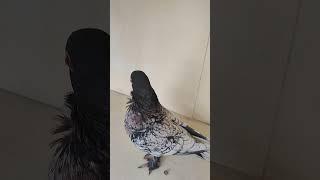 SİYAH BOĞMA HÜNKARİ #pigeon #pigeons #güvercin