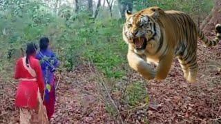 ..,TIGER ATTACK Man IN THE FOREST...jungle Me TIGER ka attack ..RoYal bengol tiger attack...