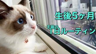 生後５ヶ月子猫の１日ルーティン【ラグドール】