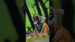 Let’s embrace the magic of the monsoon. #aparupadey #mansoon #tiger #ranthambore #shorts #shooting