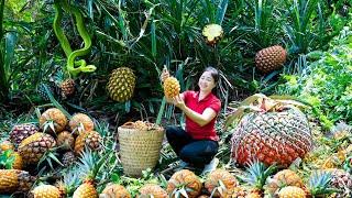 Harvesting Wild Pineapple Goes To Market Sell | Harvesting and Cooking | Lý Hương Song