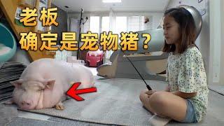 宠物猪被养成二哈，小女孩给它节食减肥，没想到不给吃的就拆家