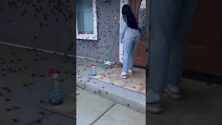 HOUSE INFECTION OF COCKROACHES #Shorts