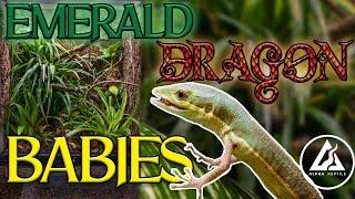 Hatchling Grass lizards everywhere!! | Emerald Dragon Project update!