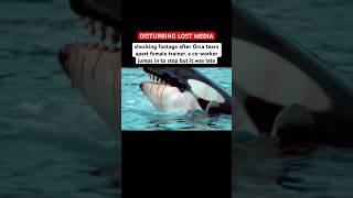 Scary video after Captive Orca eats Trainer