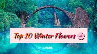 Top 10 Winter Flowers Collection by The Abundant World . |