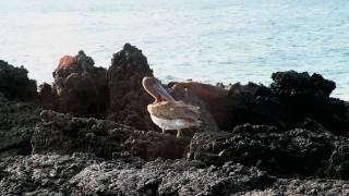 Galapagos Cruises Tours | Metropolitan Touring