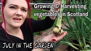 Growing + Harvesting fruit/veg in Scotland / Mid July Garden Update / MoggyBoxCraft