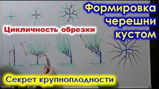 Формировка ЧЕРЕШНИ КУСТОМ. Особенности роста и плодоношения черешни.