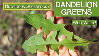 Dandelion Greens, Wild Weed or Nutritious Superfood?