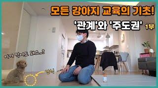 모든 강아지 교육의 기초! '관계'와 '주도권' 1부 (1/2) | 말티푸 밤이