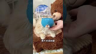 猫咪防咬头套，有了它随便给猫剪指甲啦新手养猫防咬嘴套宠物用品