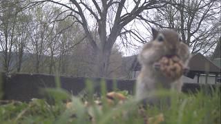 chipmunk packs cheeks full