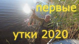 ОХОТА на УТКУ.  Первые УТКИ 2020 года.