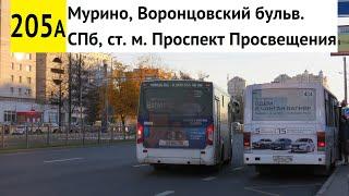 Автобус 205а "Мурино, Воронцовский бульв. - СПб, ст. м. "Проспект Просвещения"