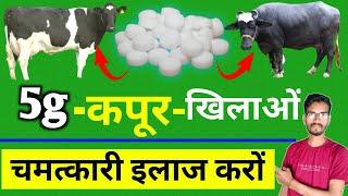 पशुओं को कपूर खिलाने के फायदे ! Cow buffalo ko kapur kab dena chahiye | hada vets club ||