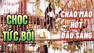 Chào mào hót đấu sáng siêu chọc tức bổi, kích bổi nhanh sổ giọng nhanh căng lửa hiệu quả100%