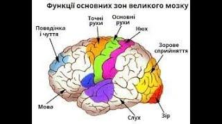 Анатомія. Кінцевий мозок. Бічні шлуночки. Локалізація функцій в корі півкуль великого мозку.