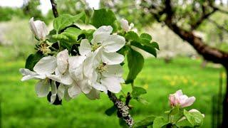 Helsinki, Apple garden in spring, Finland, 01.06.22