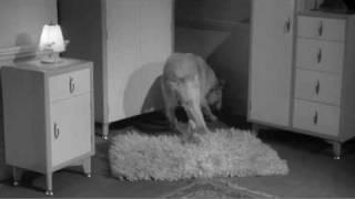 Cool Dog in VILLAGE OF THE DAMNED (1960) Scene 1