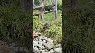  Bear at Chester Zoo