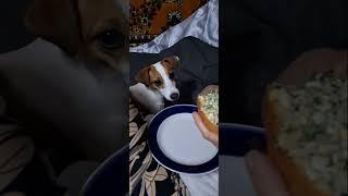 это ж надо...#сонечка #джекрасселтерьер #jackrussel #shorts #dog