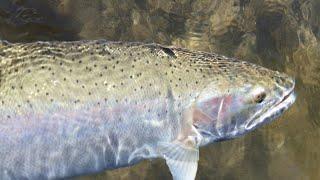 How to Bank Fish for Steelhead