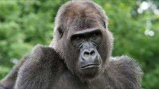  The Eastern Lowland Gorilla: Secrets of Africa's Largest Primate  #Gorilla  #NatureDocumentary