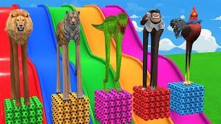 Long Slide Game With Elephant Gorilla Buffalo Hippopotamus Tiger - 3d Animal Game - Funny 3d Animals