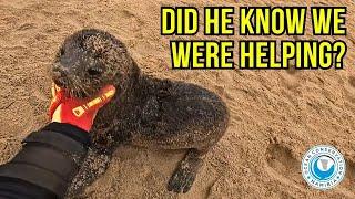 We Had to Sprint to Save This Wounded Seal