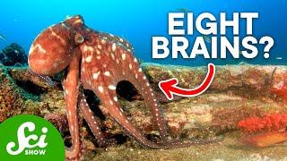 Why Are Octopi So Insanely Intelligent?