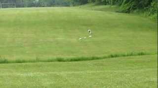 Darius the Dalmatian--AMAZING lure coursing run!