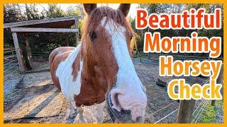 Come Say Good Morning To All The Horses!