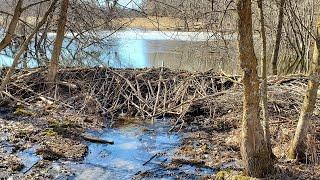 Spring Beaver Trapping Part 4 This Tiny Pond had a HUGE DAM!!