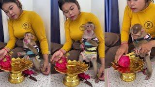 See this cutie Bryan enjoys eating Dragon Fruit. | #cute #monkey #animals #eating