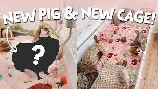 I Got A New Guinea Pig!? + Building a new C&C cage