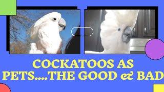 Cockatoos as Pets....The Good and the Bad