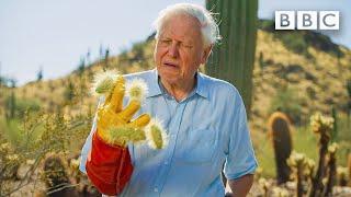 David Attenborough encounters the most DANGEROUS plant in the desert!  The Green Planet BBC