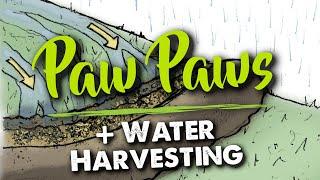 PawPaws & Permaculture Course Session  - Swales & Raingardens