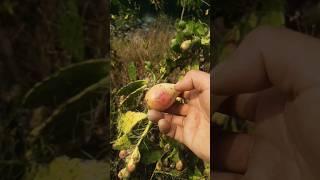 cactus fruit #farming #eating #challenge #fruit #amazing