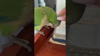 Не сочтите за живодерство. #монах #parrot #калита #birds #cute #pets #love #animals #квакер #индеец