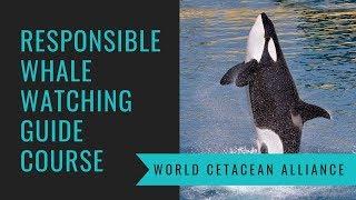 Responsible Whale Watching Guide Course with the World Cetacean Alliance