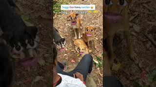 Dog funny reaction #trending #shorts #virals #videos #1m #new #trending #virals #shorts