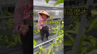 今天有花嗎?#shorts #醫能好物市集 #曇花 #無毒栽種