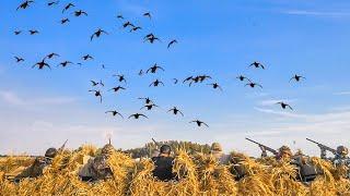 ALBERTA AFTERNOON FIELD DUCK HUNT! (Limited Out)