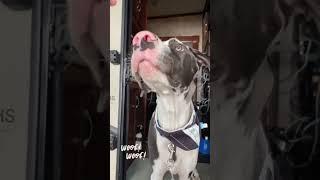 Original post on TikTok 2/2020 Jericho the Great Dane gets an award #greatdanes #award