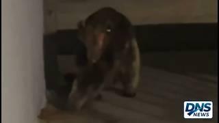 FEAR in Colorado: Raw Night-Vision Video CAPTURES Chupacabra