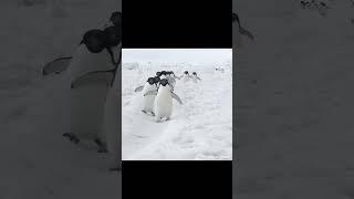 #unstoppable #penguin #viral #iceland #baby #penguins